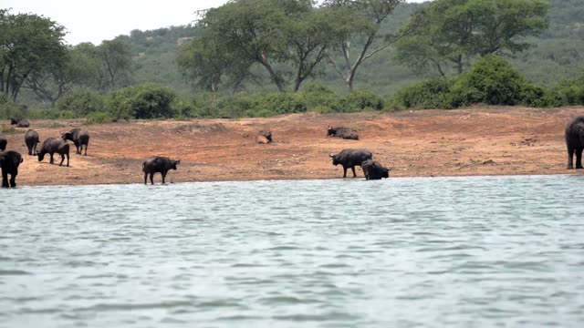 Buffalo Herd On Lakeside Bank