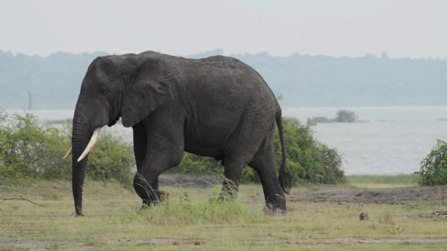 Big Tusker Striding By The Lake