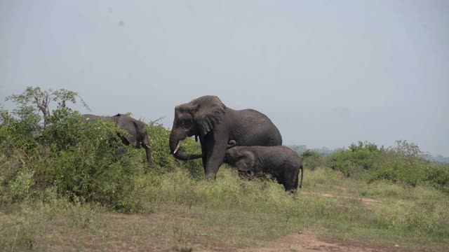 Calf Nursing Beside Its Mother