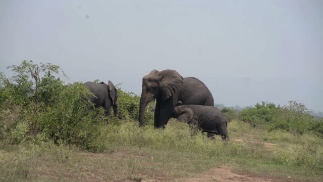 Elephant Family With Small Calf