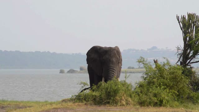 Elephant Facing Lake And Sky