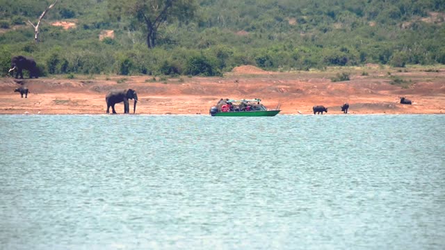 Safari Boat Passing Elephant Shore