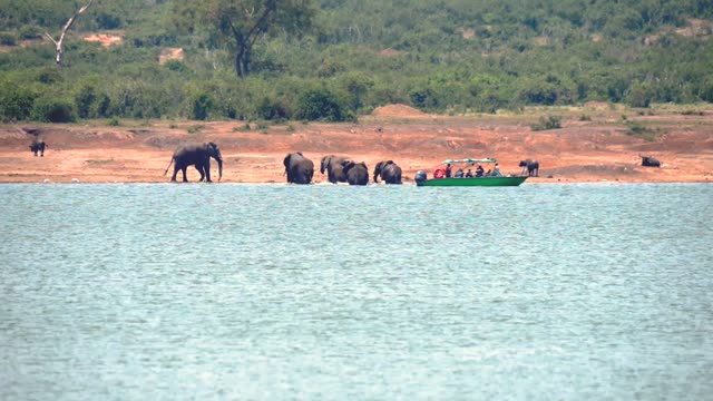 Tourist Boat Watching Elephant Herd