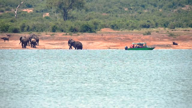 Boat And Elephants At Waterline