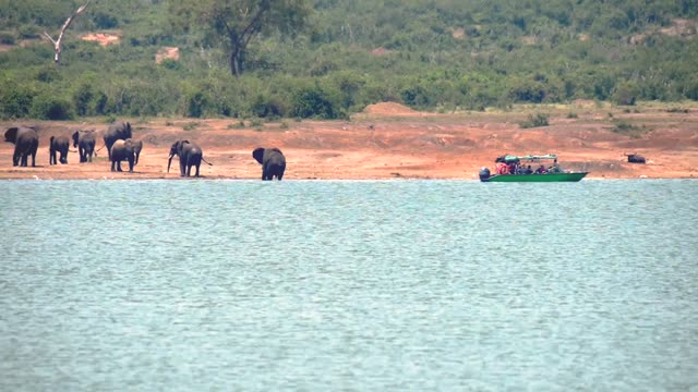 Elephant Herd Beside Moored Boat