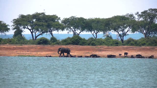 Elephant Walking Past Resting Buffalo