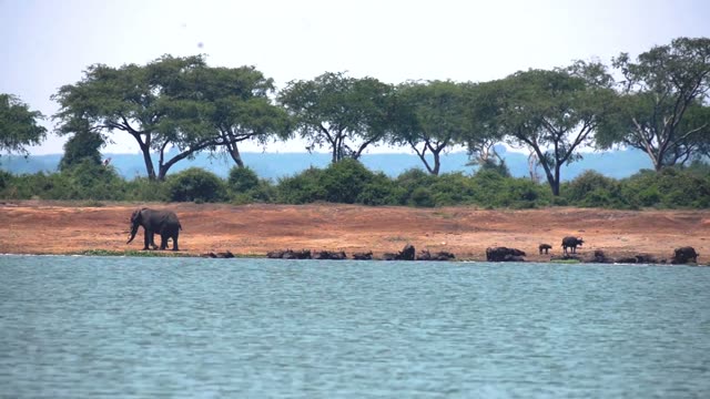 Elephant On Shore Under Acacias