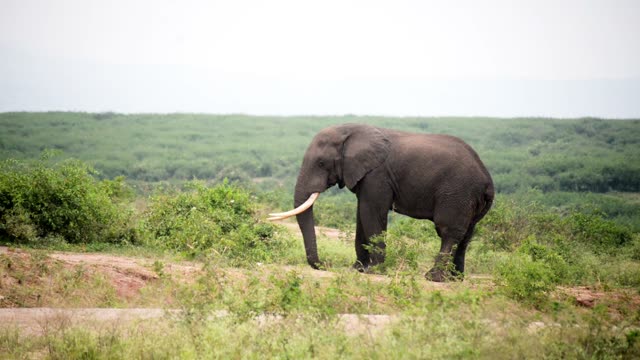 Elephant Bull On Green Ridge