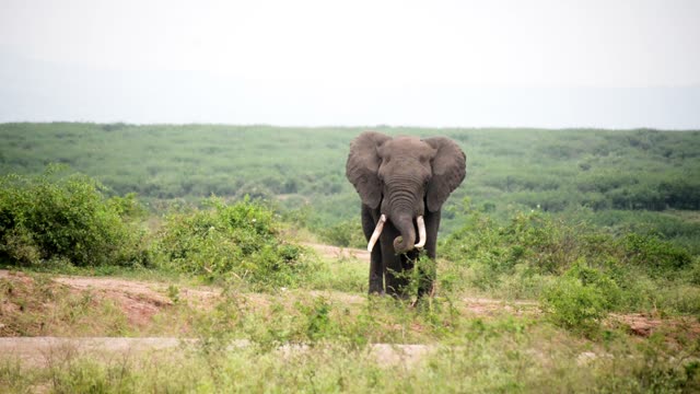 Tusker Facing Camera On Ridge