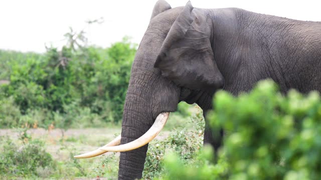 Elephant Head And Tusks Close