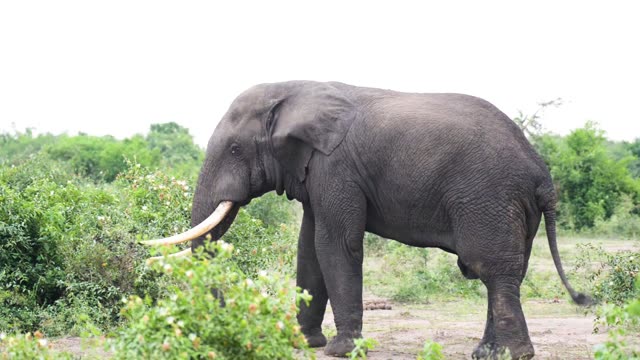 Big Tusker Feeding In Bush