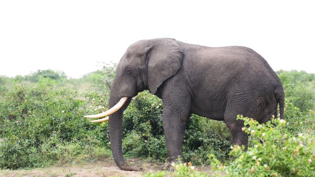 Tusker Reaching For Green Leaves