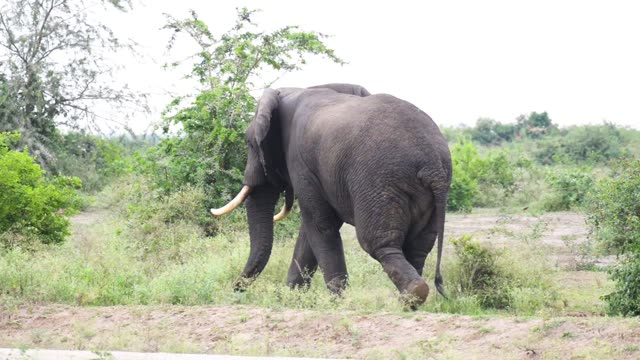 Elephant Walking Away Through Bush