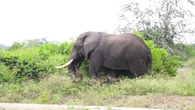 Tusker Standing In Green Thicket
