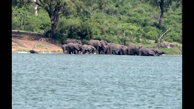 Elephant Herd Lined Along Shore