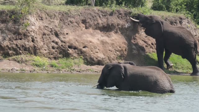 Elephants At Eroded River Bank