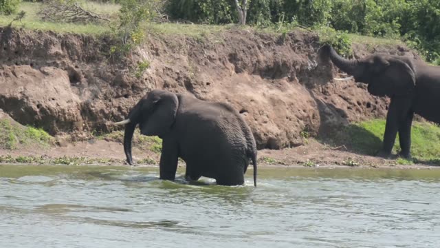 Elephant Wading Under Earth Wall