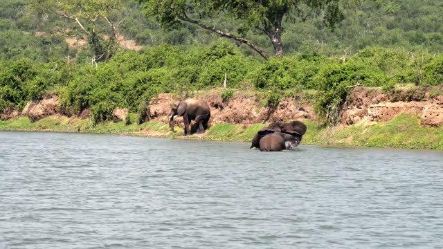 Elephants Bathing By Green Bank