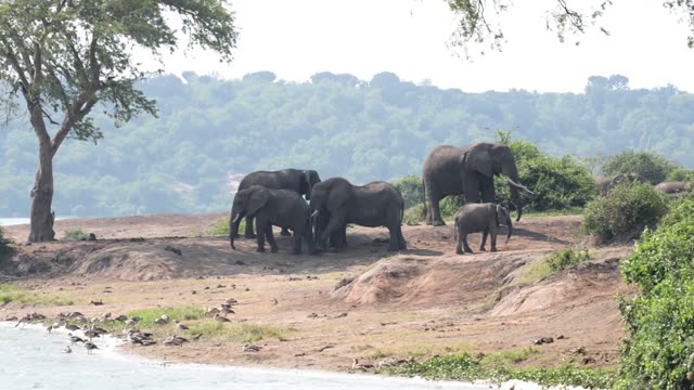 Elephant Family Under Big Tree