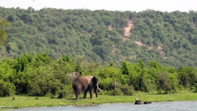 Elephant On Green Strip Below Cliff
