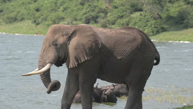 Elephant Standing Over Resting Buffalo
