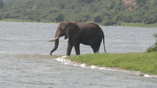 Elephant Walking The Grass Spit