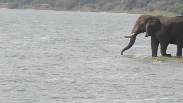 Elephant Drinking At Spit Edge