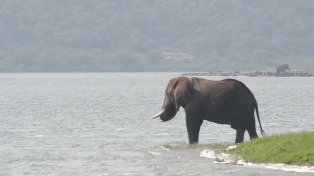 Elephant Standing On Green Point