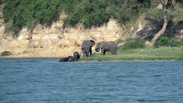 Elephants Above Bathing Buffalo