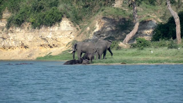Elephants And Buffalo Below Cliff