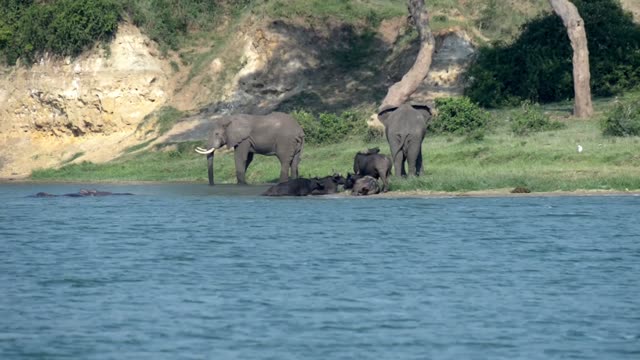 Elephant Pair Watching The Water