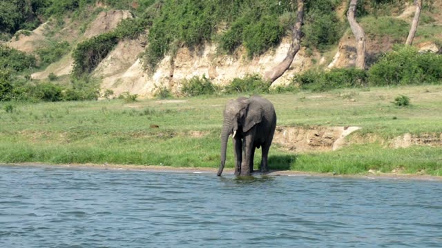 Elephant Drinking At Grass Edge