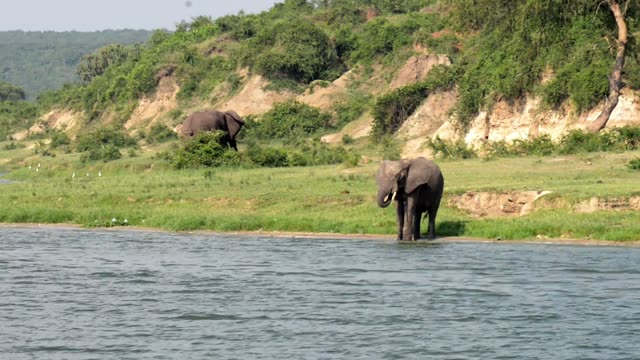 Two Elephants Along Green Shore