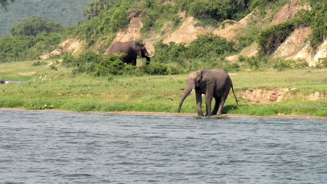 Elephant Walking The Green Bank