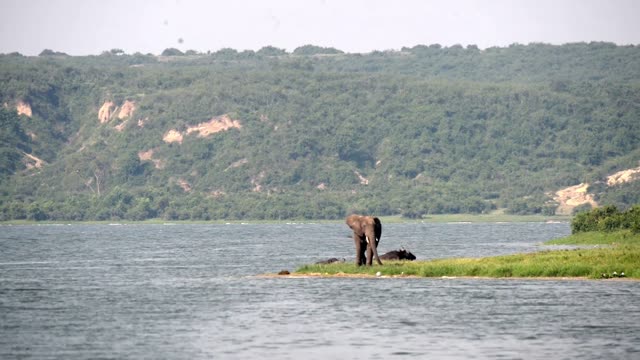 Elephant On Narrow Green Island