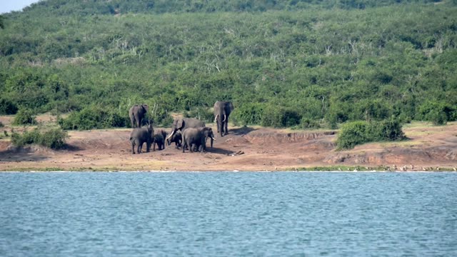 Elephant Herd Gathering On Shore
