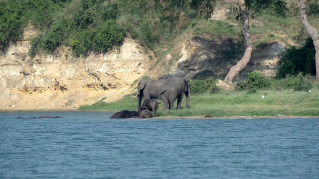 Elephants Above Wallowing Buffalo