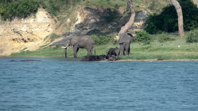 Elephant Family Below Yellow Cliff
