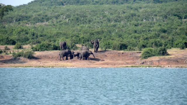 Elephant Group On Red Bank