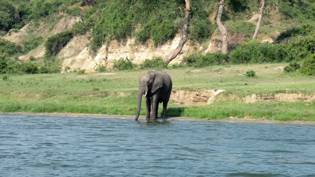 Elephant Drinking Below Green Cliff