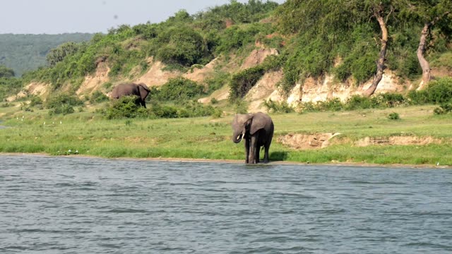 Two Elephants At Lakeside Grass