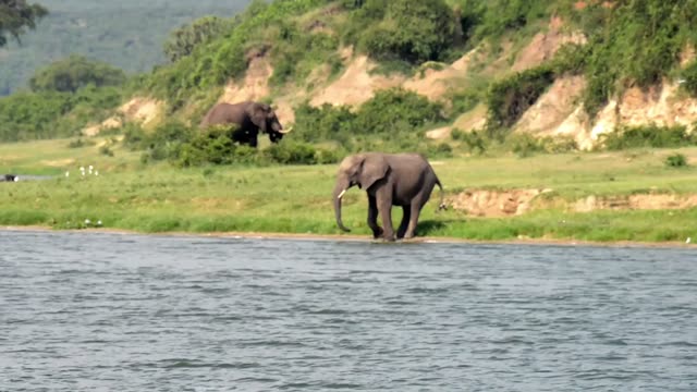 Elephant Entering Water By Bank