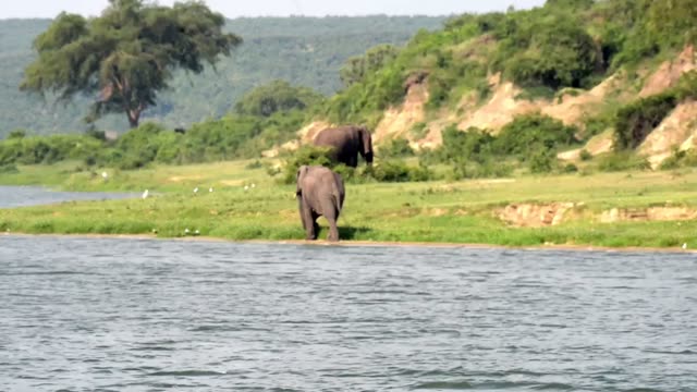 Elephant Walking The Lake Edge