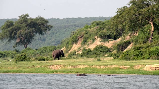 Lone Elephant Above Floating Hippos