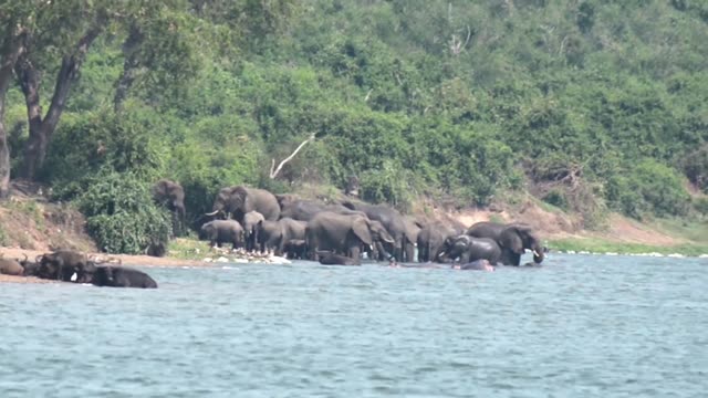 Big Elephant Herd At Waterline