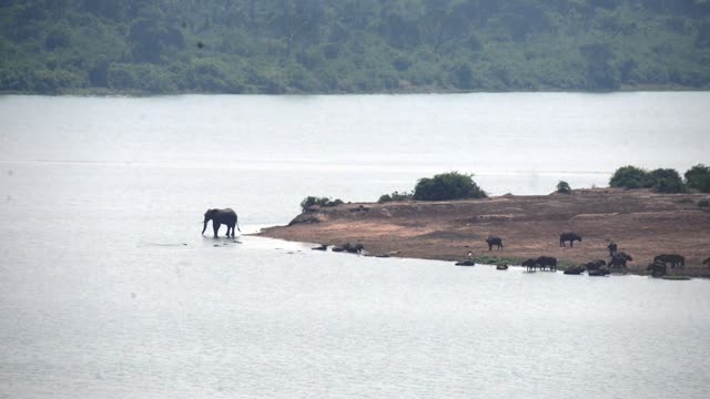 Lone Elephant Wading Distant Sandbar