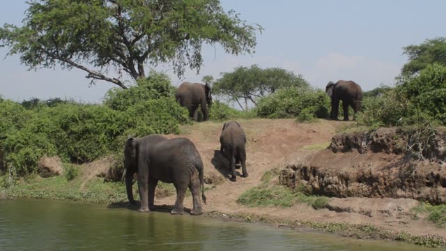 Elephants Drinking At River Bank