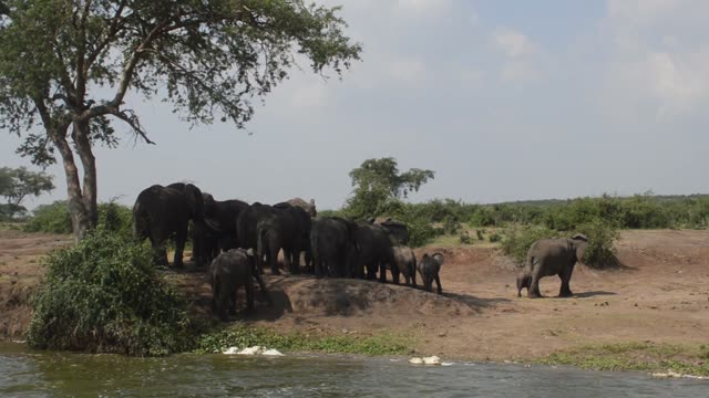 Elephant Herd With Calves Riverside