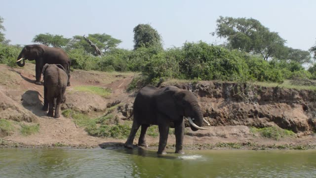 Tusked Elephant Drinking From River