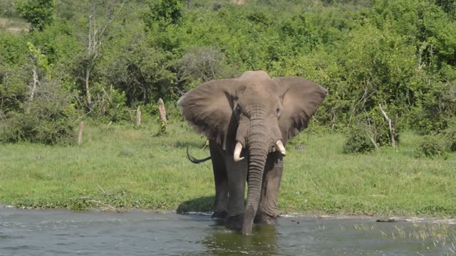 Elephant Facing Camera In Water